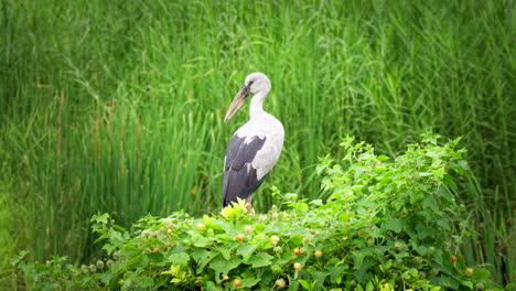 country animal fauna, migration bird, conservation outdoor environment