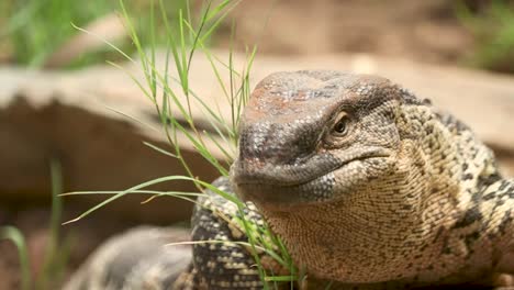 Close-Up-shot-of-Lizzard-exploring-his-habitat