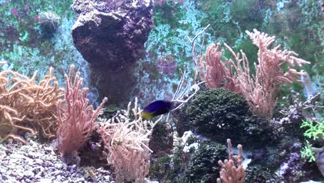 view of fish in the aquarium at the zoo
