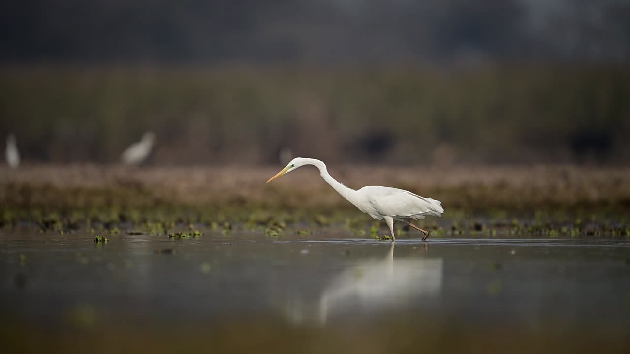 la gran garza cazando en el lago por la mañana