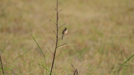 Plain-Prinia,-Prinia-inornata,-4K-footage-of-this-individual-perched-on-a-bare-twig-just-before-dark-at-a-grassland-in-Pak-Pli,-Nakhon-Nayok,-Thailand