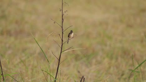 prinia simple, prinia inornata, imágenes de 4k de este individuo posado en una ramita desnuda justo antes del anochecer en un pastizal en pak pli, nakhon nayok, tailandia