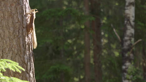 Red-squirrel-illuminated-by-morning-sunlight-scurrying-up-tree-trunk-in-woods