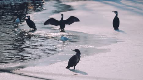 Grandes-Pájaros-Raros-Con-Grandes-Alas-Descansando-En-Un-Lago-Congelado-En-Invierno