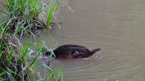 buscando alimento en la orilla del lago rascándose la cabeza, el pato de alas blancas asarcornis scutulata, tailandia
