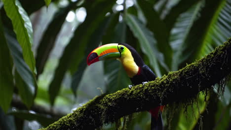 a toucan perched on a mossy branch in a tropical jungle