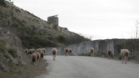 sheeps grazing on a grassy hillside near the road on a sunny day in serra de aire e candeeiros, portugal - slow motion