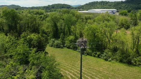 Osprey-Nest-on-a-Power-Pole-in-Clinton,-Tennessee