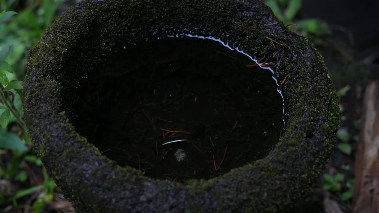 이끼 물 잔물결이 있는 새 분수