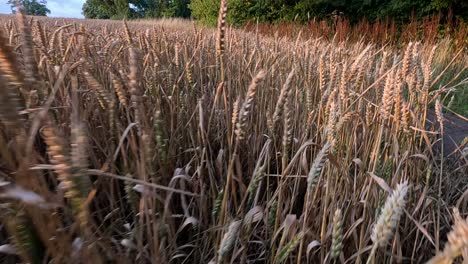 golden wheat swaying gently in the breeze