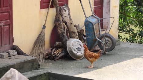 pollo cerca de una carretilla y herramientas en un entorno rural