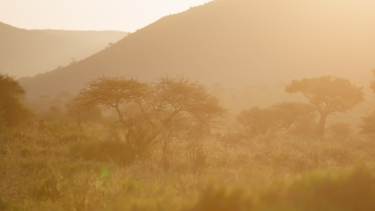 Acacia sous la lumière dorée du matin avec des collines