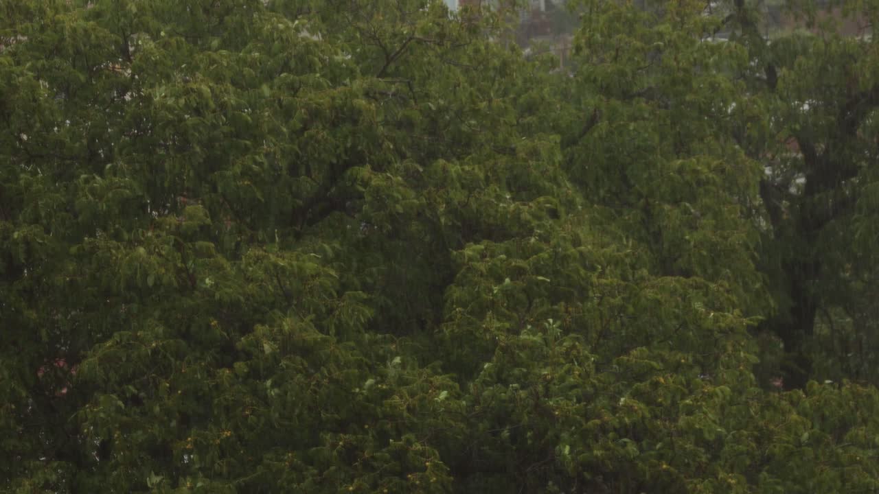 Heavy rain falling on a walnut tree and strong wind waving the tree's ...