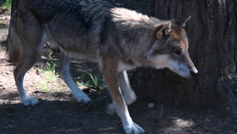 close-up: an european wolf is walking in a zoo forest, morning light