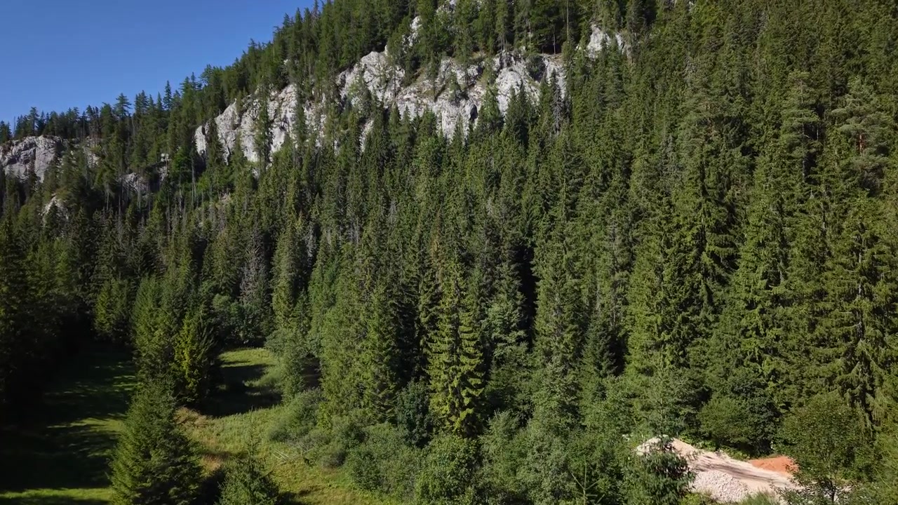Un denso bosque de coníferas cubre la ladera empinada de una montaña bajo un cielo azul claro