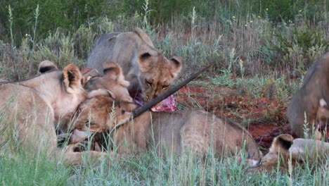 a pride of lions quickly devour a recently killed gemsbok antelope