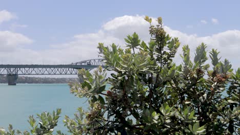 harbour bridge view over the trees with ocean water in auckland city, new zealand