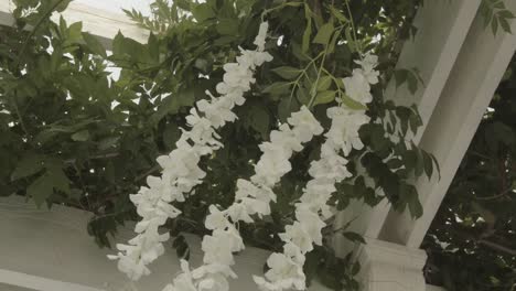 view of white flowers of a decorative pergola