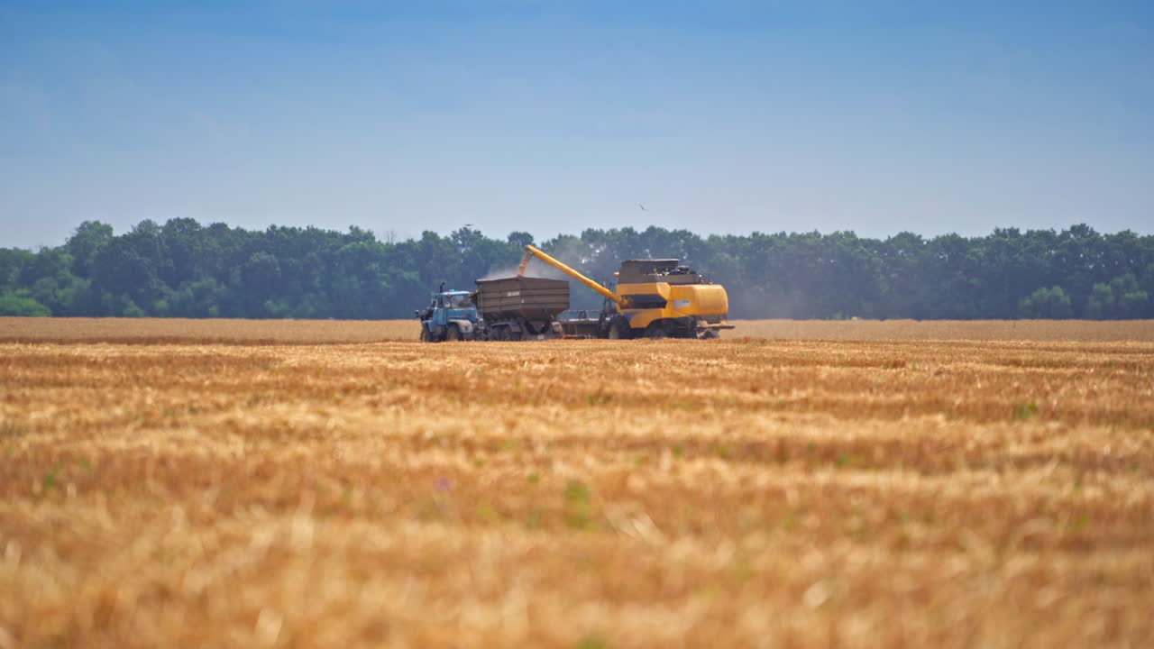 Large yellow combine loading off wheat grains into tractor trailer. Two harvesting machines in the wheat field in distance. Gathering crops on sunny hot day.