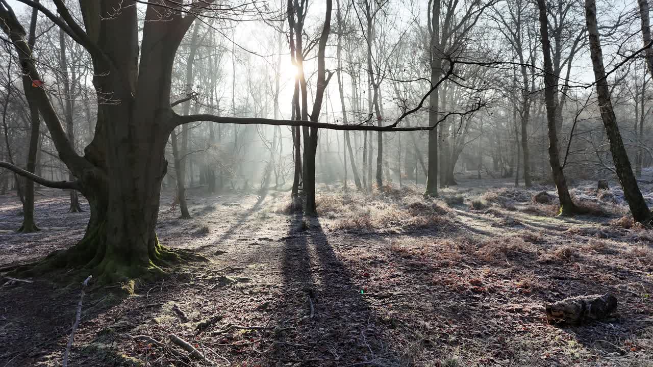Epping Forest UK in winter frosty ground low drone,aerial