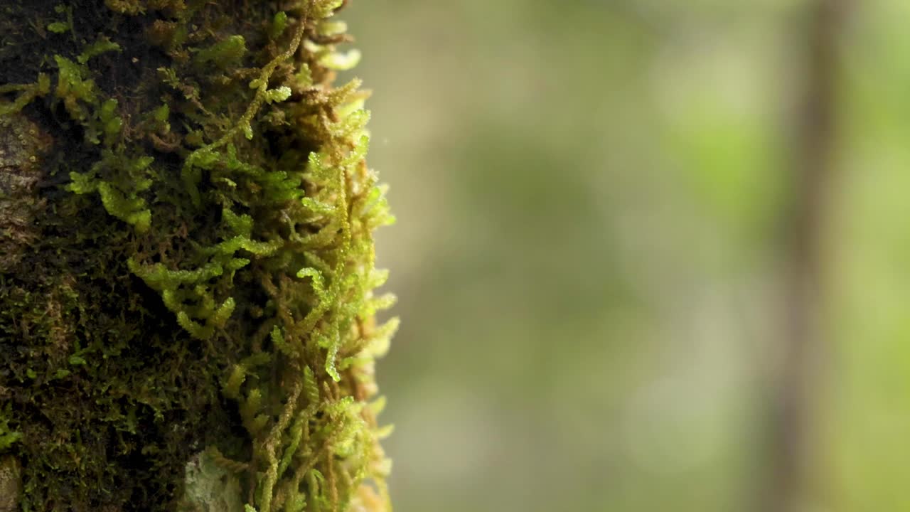 Primo piano di muschio su un albero nella foresta pluviale