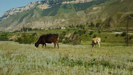 vacas pastando en un valle de montaña