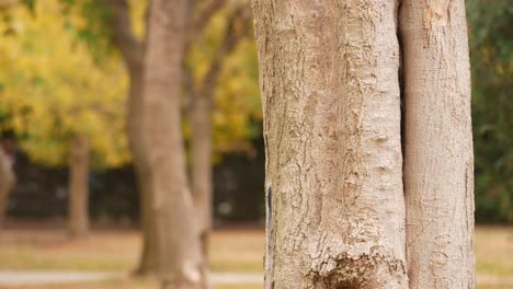 tronco de árbol en el parque de otoño