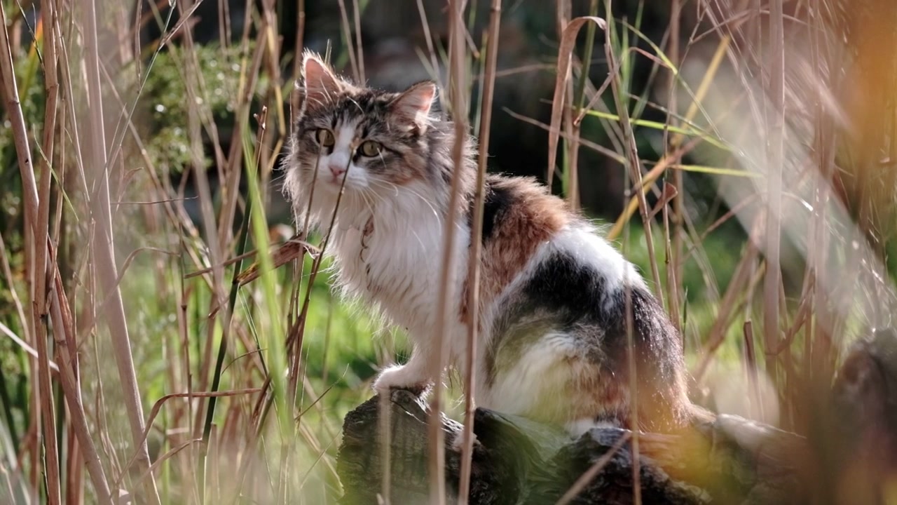 En smuk trefarvet kat sidder på en træstamme mellem siv og planter ude i naturen