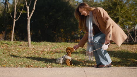 smiling woman feeds brown toy poodle puppy on leash with snack in autumn park - slow motion