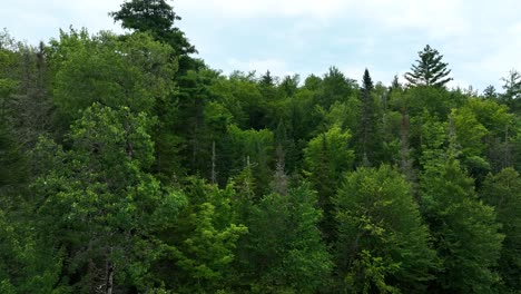 Elevándose-Sobre-La-Línea-De-árboles-En-Las-Adirondacks