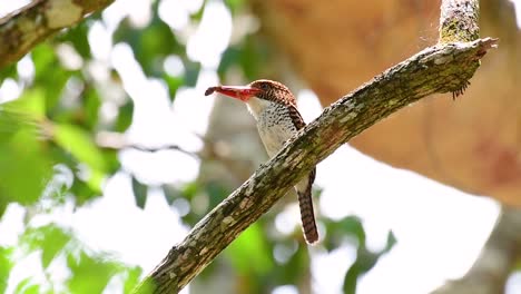 Ein-Baum-Eisvogel-Und-Einer-Der-Schönsten-Vögel-Thailands-In-Den-Tropischen-Regenwäldern