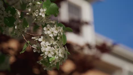 white tree blossom in front of store in little town in the springtime