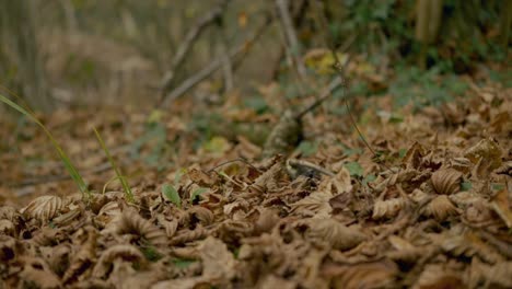 toma en cámara lenta de hojas secas de otoño cayendo al suelo