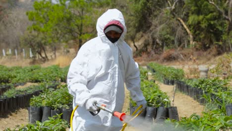 video de un agricultor regando las plantas de aguacate