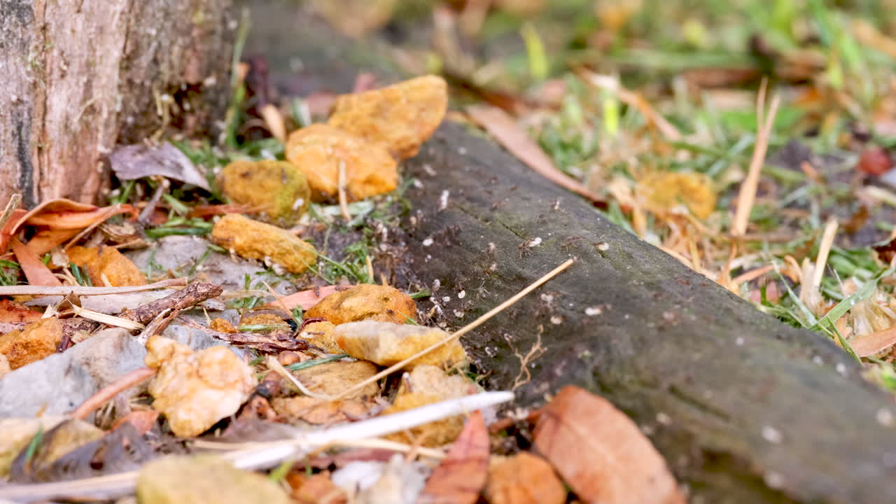 la colonia de hormigas argentinas linepithema humilde se apresura a llevarse los huevos blancos