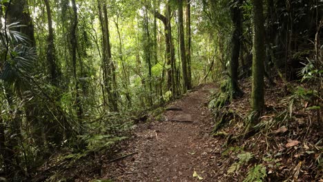 Handaufnahmen-Entlang-Eines-Dichten-Abschnitts-Des-Dave&#39;s-Creek-Circuit-Walk-Im-Lamington-Nationalpark,-Hinterland-Der-Gold-Coast,-Australien