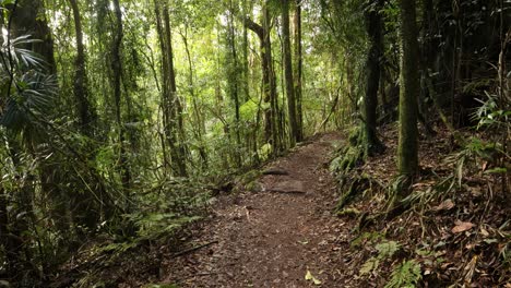 imágenes de mano a lo largo de una densa sección del circuito de dave's creek en el parque nacional de lamington, el interior de la costa de oro, australia