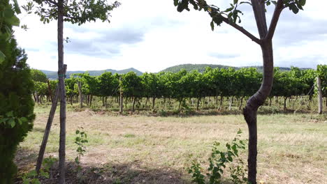 viñedo verde en la ciudad de sieci, toscana, campo italiano, en un día tranquilo