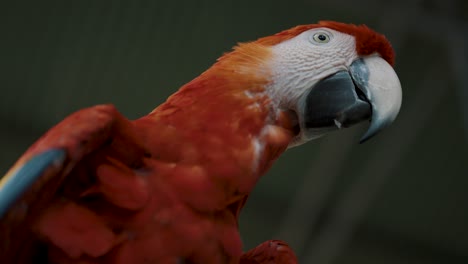 Bonito-Loro-Guacamayo-Rojo-Mirando-A-Su-Alrededor-Con-Hermosos-Ojos-Durante-La-Luz-Del-Sol,-Primer-Plano