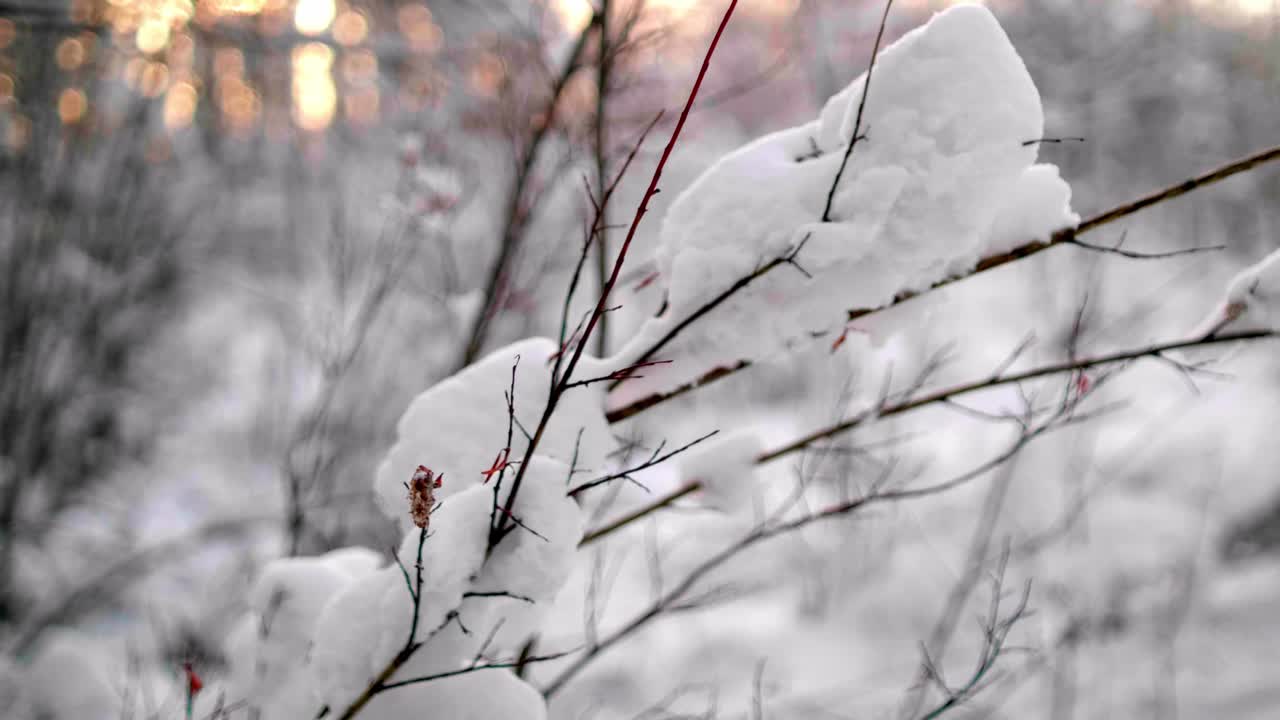 Neve bianca si posa sui rami in un bosco mentre il sole sorge. La luce si riflette sulla neve.