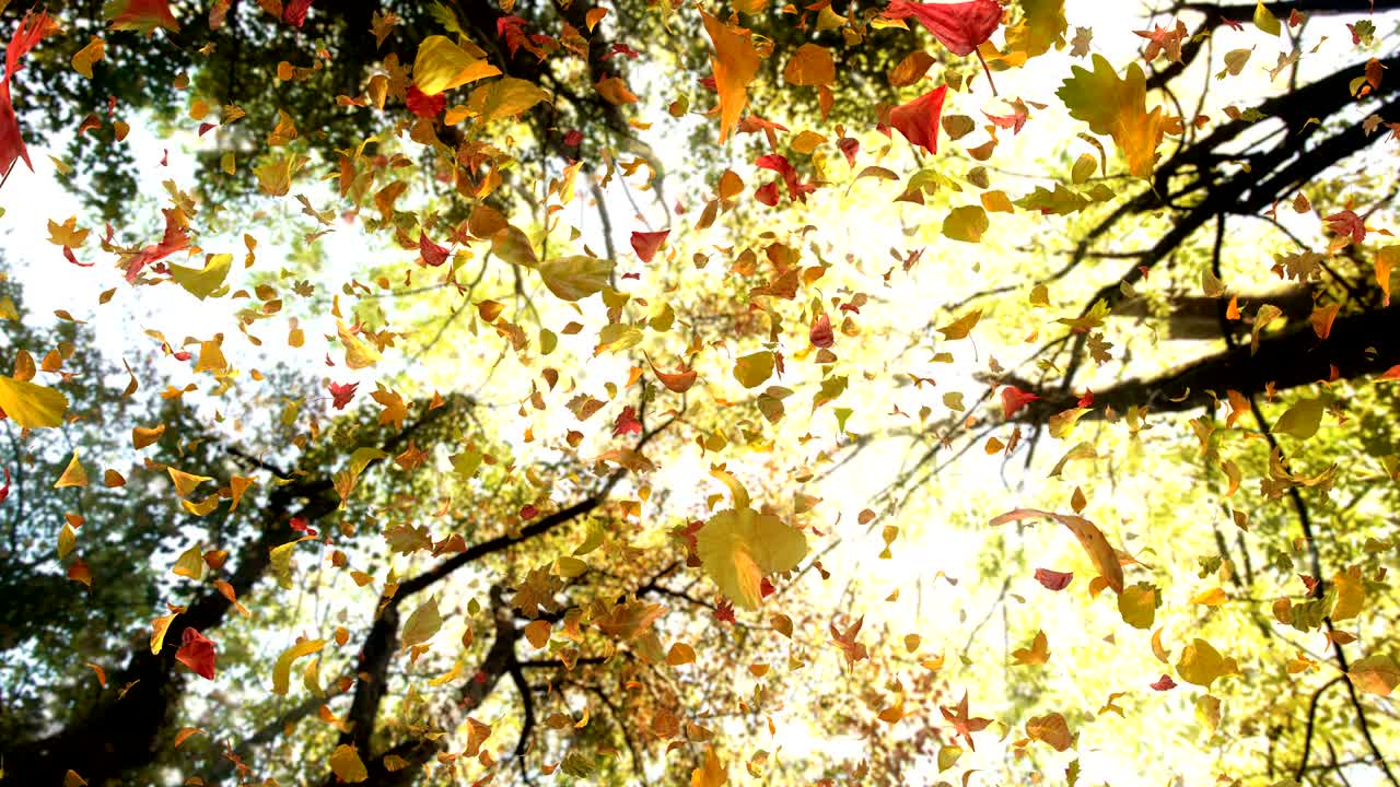 위에서 가을 잎 - 4k 60fps 현실적인 대기 비디오 배경 루프