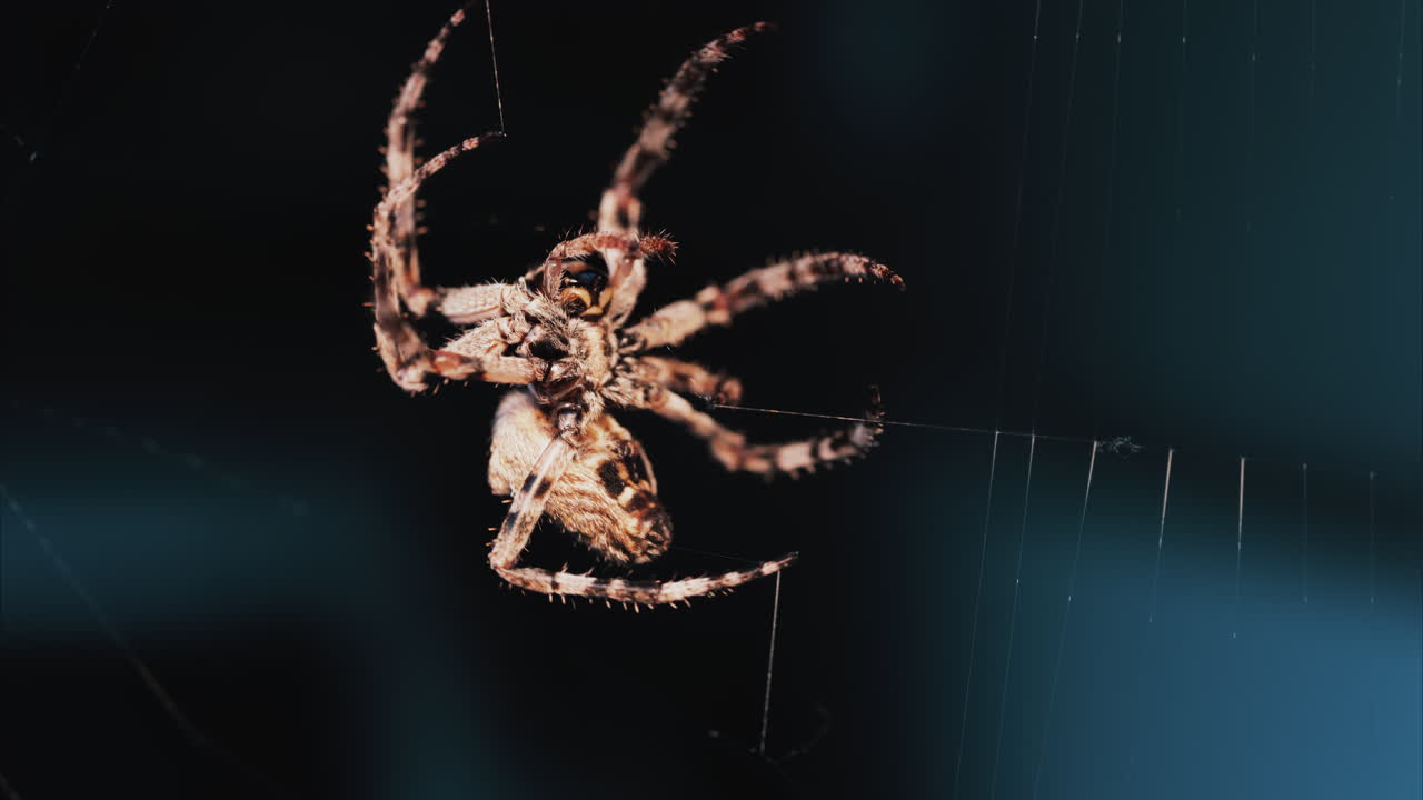 Close up of a spider sitting in its web, showing intricate details of its body and fine silk threads