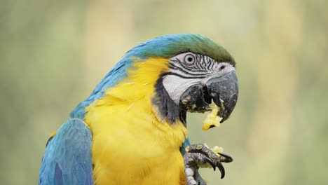 un primer plano de un guacamayo azul y amarillo comiendo con su garra