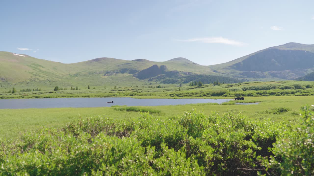콜로라도 주 마운트 비어스타트 의 호수 에 있는 엘스 의 넓은 사진