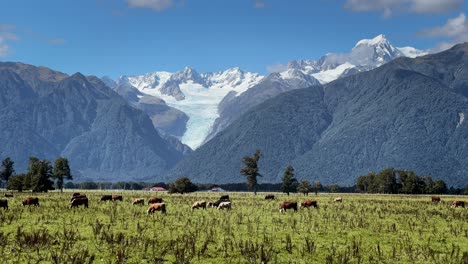 spectacular view of fox glacier towering over rural farm land in sunshine