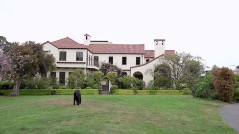 Beautiful-houses-in-the-park-and-a-black-dog-passing-by