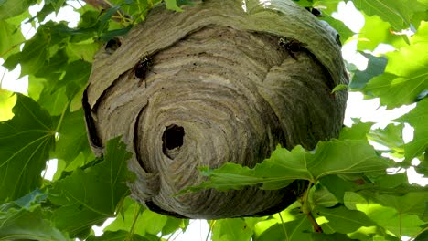 bald-faced hornets methodically continue to build an active nest