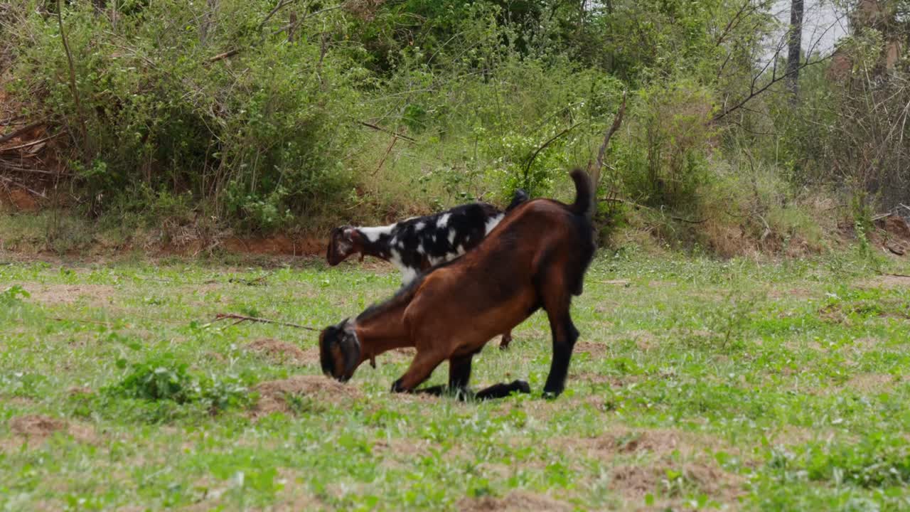 indian bread Goats eating grass at telangana, india. day time, stable shot, 4k.