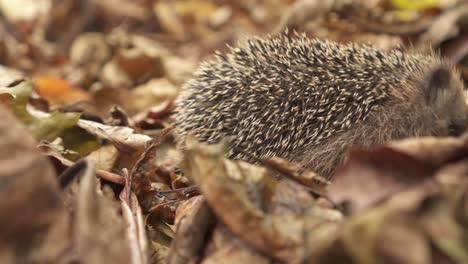 juvenile hedgehog looking for insect under dried fallen leaves in the ground