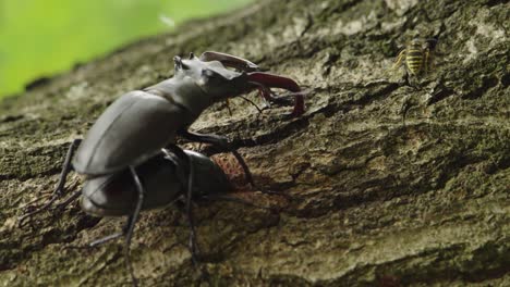 Paarungsverhalten-Von-Insekten,-Wenn-Der-Männliche-Hirschkäfer-Während-Der-Kopulation-Auf-Dem-Weibchen-Sitzt